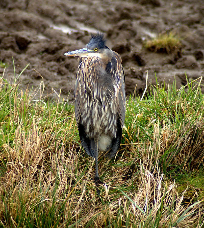 Windswept heron Photograph by Jerry Cahill