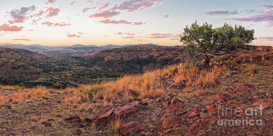 Windswept Lone Oak Overlooking Limpia Creek Valley - Davis Mountains State Park - West Texas Photograph