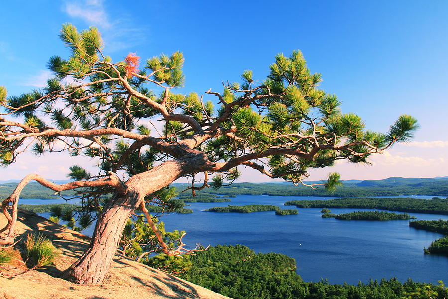 Nature Photograph - Windswept Pine on Rattlesnake Mountain by Roupen Baker