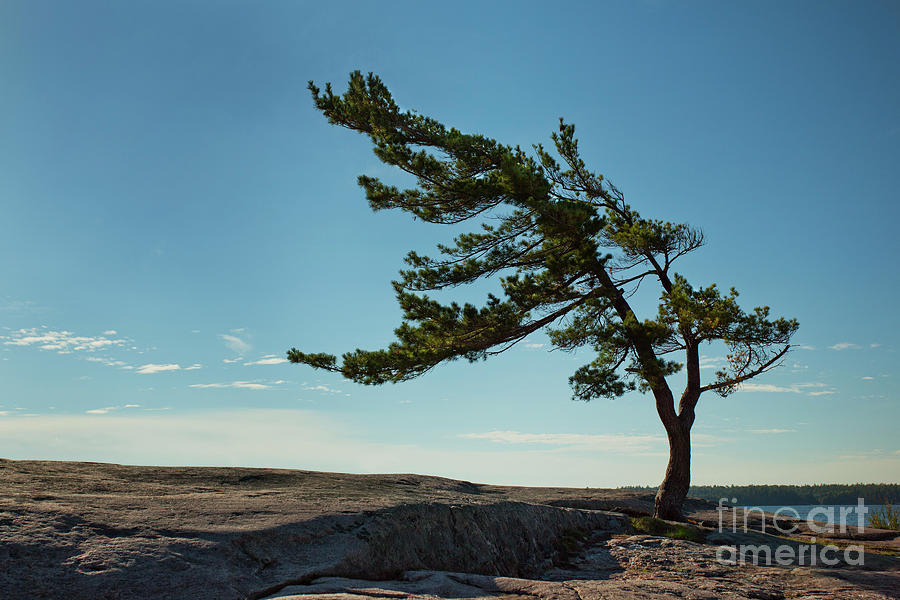 Windswept Pine Photograph by Sherry Butts - Pixels