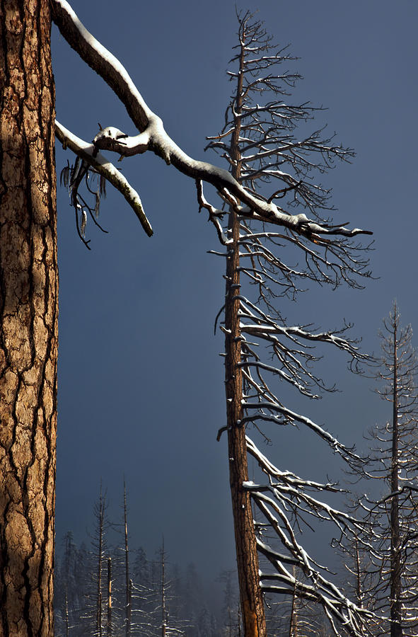 Windswept Pines Photograph by Josephine Buschman