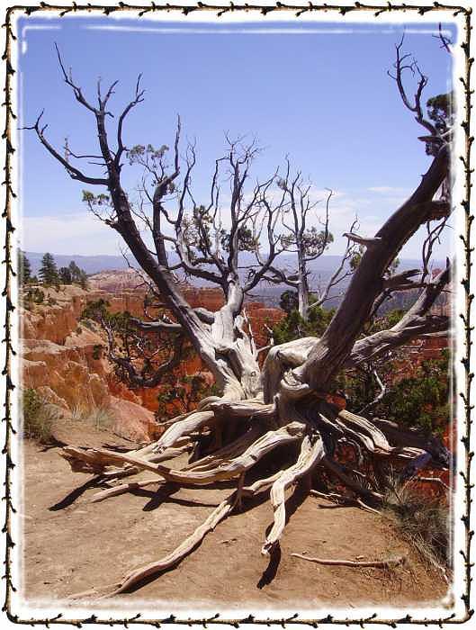 Bryce Canyon Photograph - Windswept Tree Bryce Canyon by Janet Gioffre Harrington Bryce Canyon Photograph - Windswept Tree Bryce Canyon by Janet Gioffre Harrington
