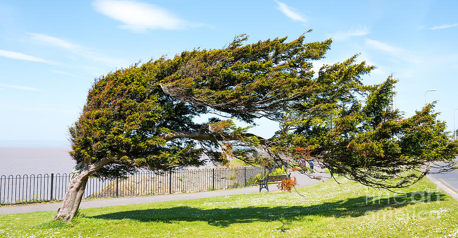 Windswept tree Photograph by Colin Rayner
