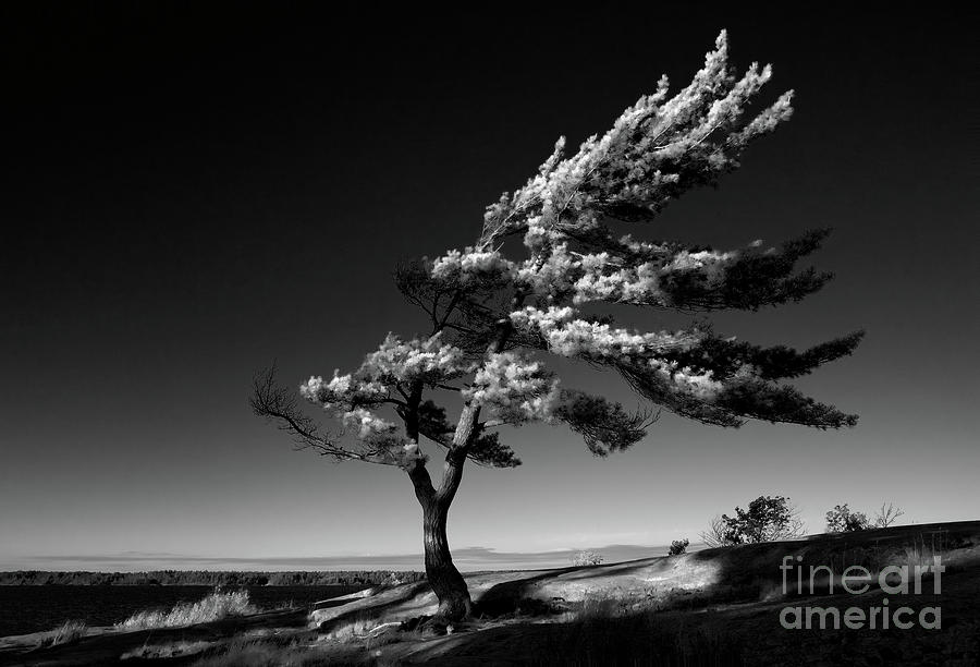 Windswept Tree Photograph by David Wing
