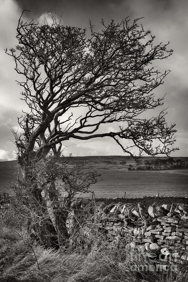 Windswept Tree in Winter Photograph by Martyn Arnold