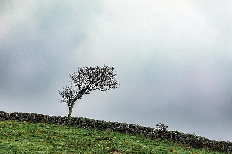 Windswept Tree Photograph by Joana Kruse