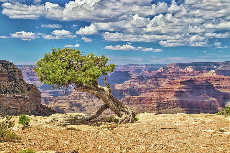 Grand Canyon Vista 9 Photograph by Marisa Geraghty Photography
