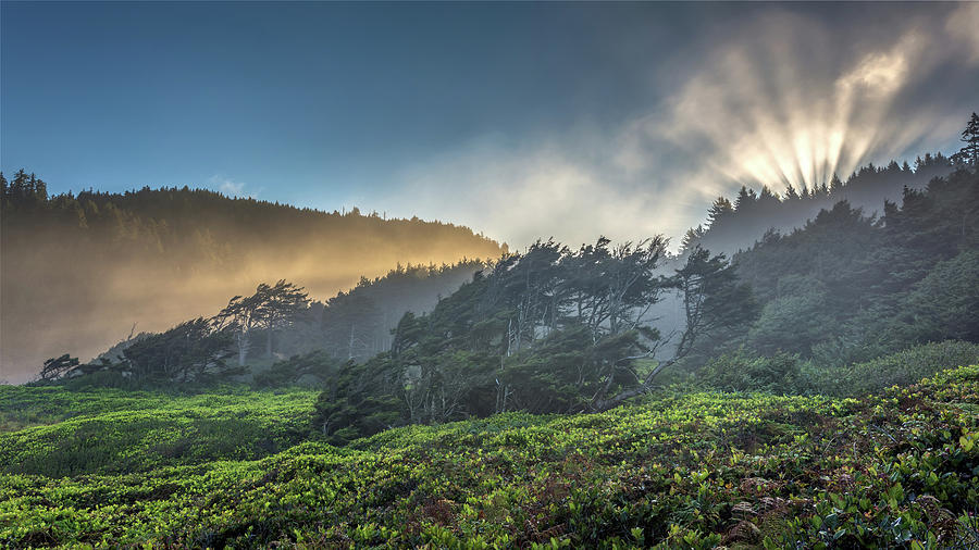 Windswept Trees on the Oregon Coast Photograph by Pierre Leclerc Photography