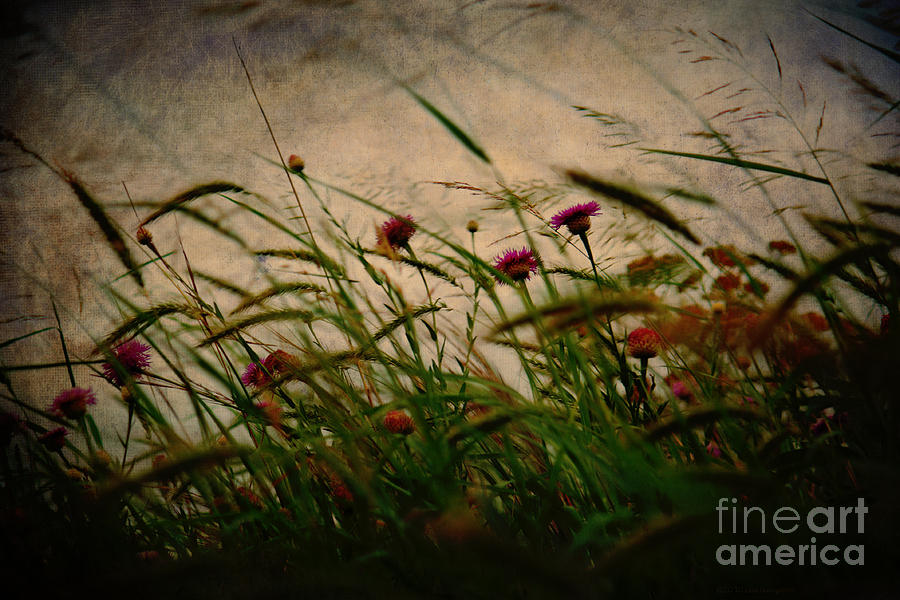Windswept Weeds and Wildflowers Photograph by Lisa Porier