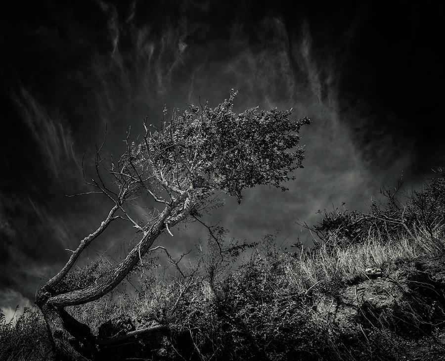 Windworn Tree of Falling Photograph by John Williams