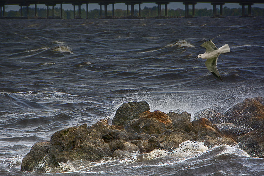 Windy Day at Charlotte Harbor Photograph by Mitch Spence
