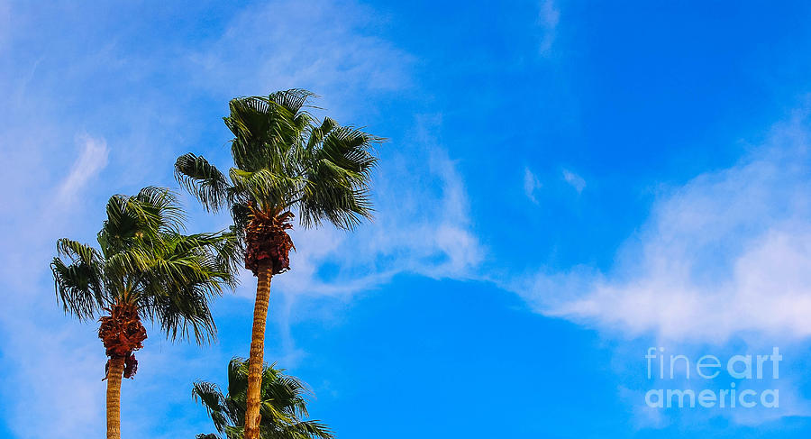Windy Day Cali Palms Photograph by Angela J Wright
