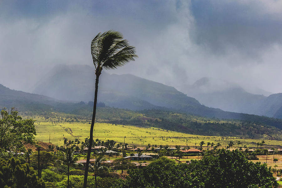 Windy day in Maui Photograph by Andy Konieczny
