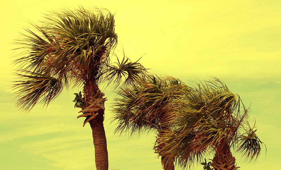 Windy Palms Photograph by Susanne Van Hulst