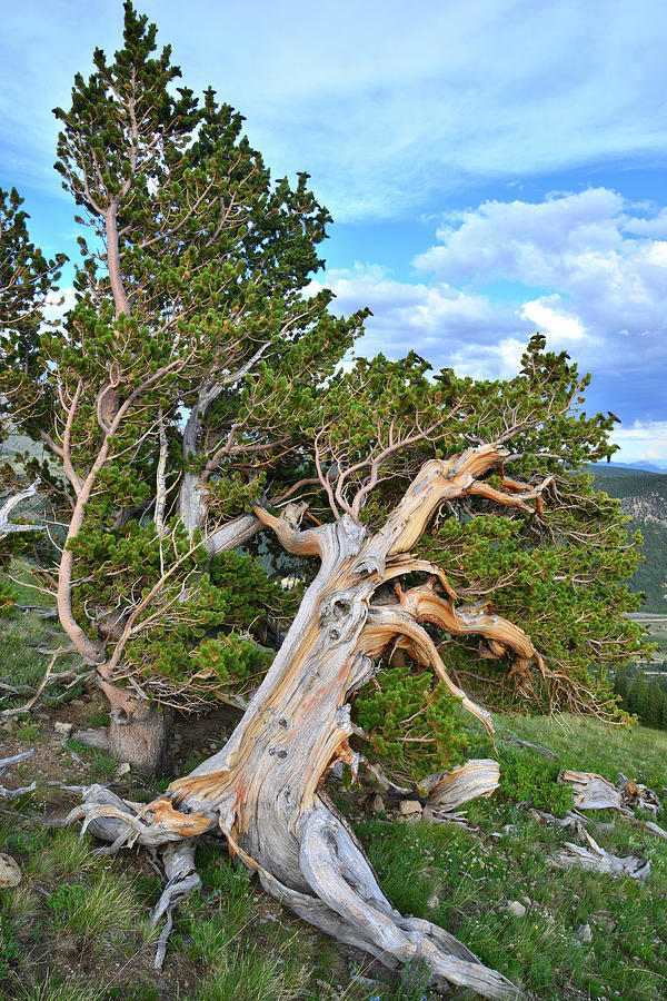 Windy Ridge Bristlecone Pines Photograph by Ray Mathis