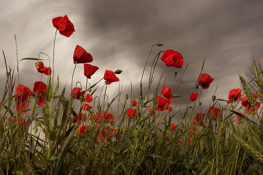 Windy summer day Photograph by Floriana Barbu - Fine Art America