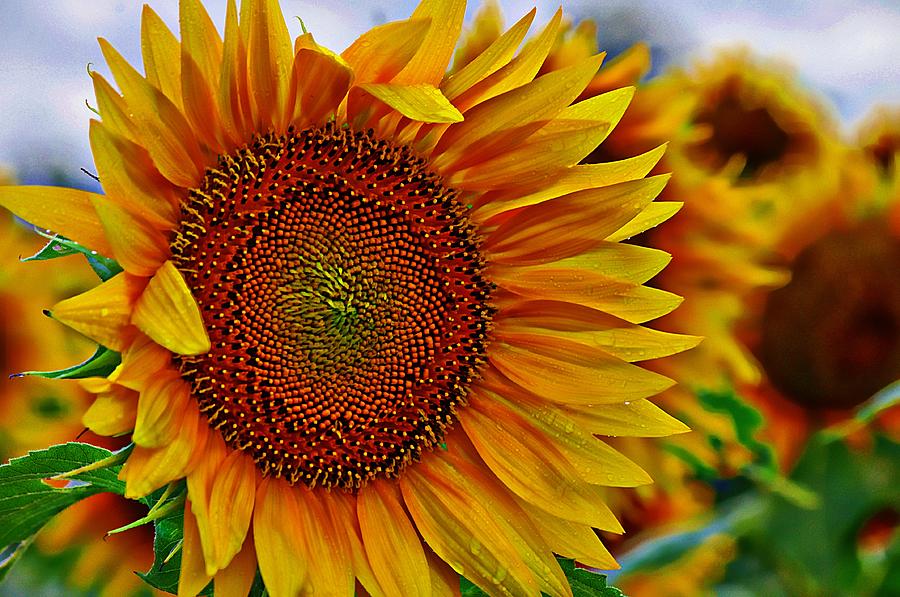 Windy Sunflower Field Photograph by Karen McKenzie McAdoo