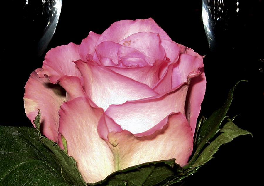 Wine and A Rose Photograph by Lori Seaman