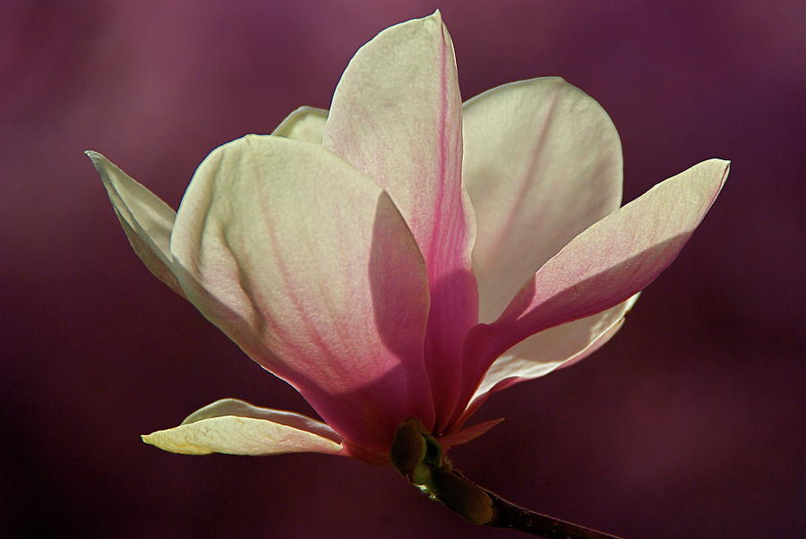 Magnolia Movie Photograph - Wine And Cream Magnolia Blossom by Byron Varvarigos