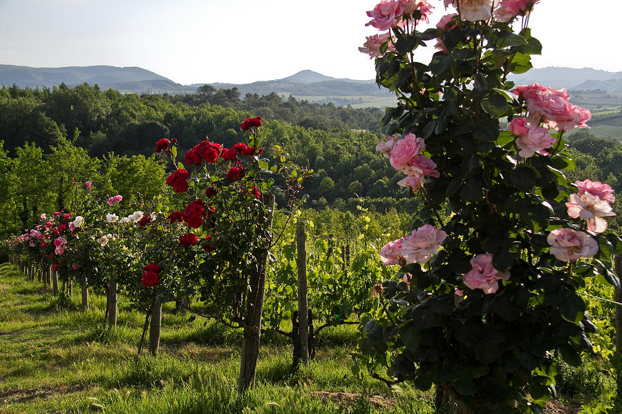 Wine and Roses Photograph by Roger Mullenhour