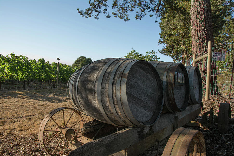 Wine Barrels at Vineyard Photograph by Nicole Freedman