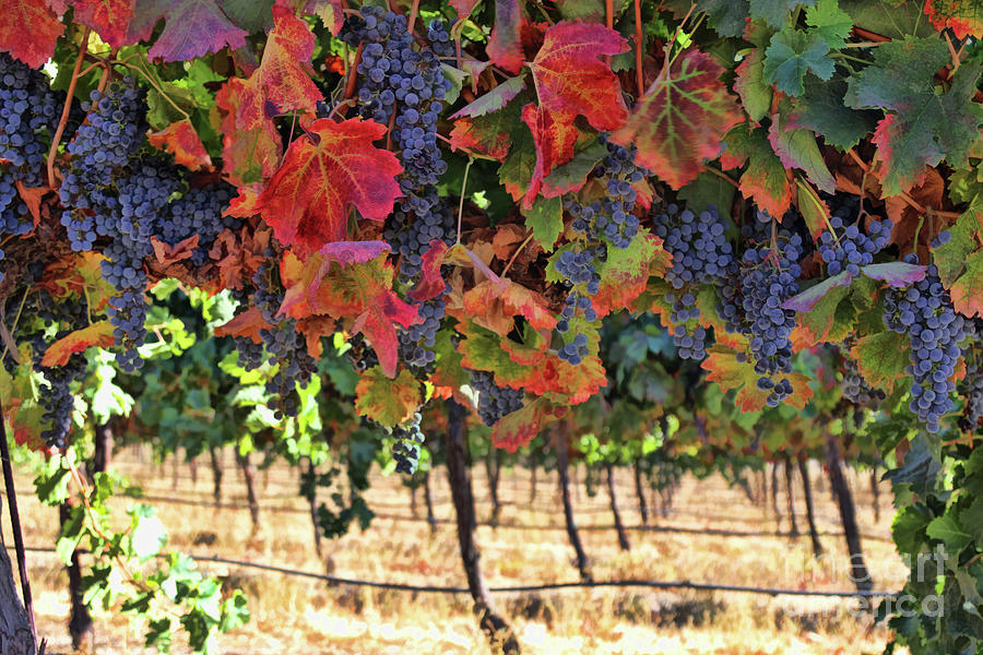 Wine Country Fall Colors Harvest Vineyard Grapes and Vines Photograph by Stephanie Laird