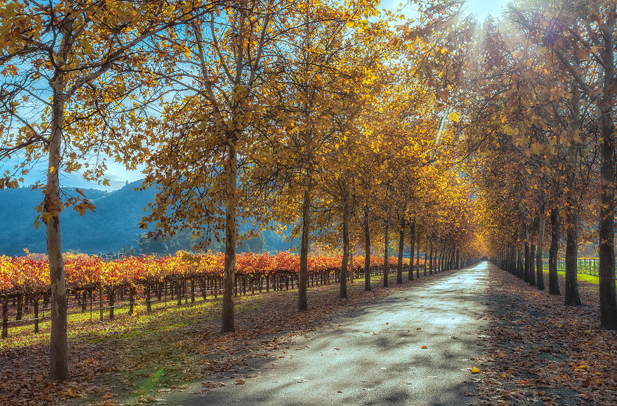 Wine Country in Autumn Photograph by Jonathan Nguyen