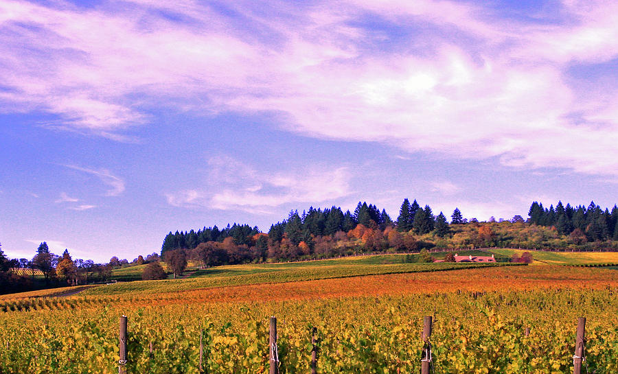 Wine Country Photograph by Margaret Hood