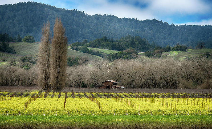 Wine Country Mustard Photograph