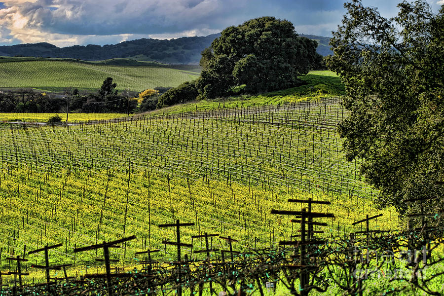 Wine Country Napa  Photograph by Chuck Kuhn