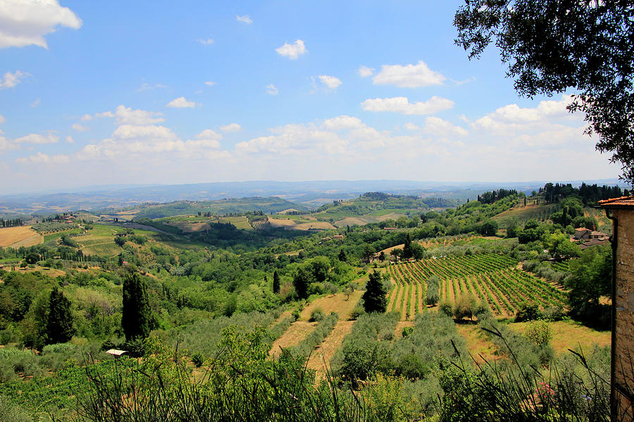 Wine Country of Italy Photograph by Pauline Darrow - Fine Art America