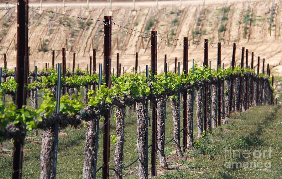 Wine Country Spring Photograph by Suzanne Oesterling