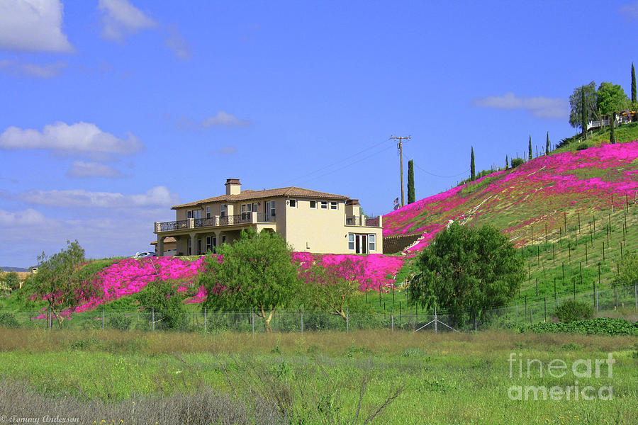 Wine Country Wildflowers Photograph by Tommy Anderson Fine Art America