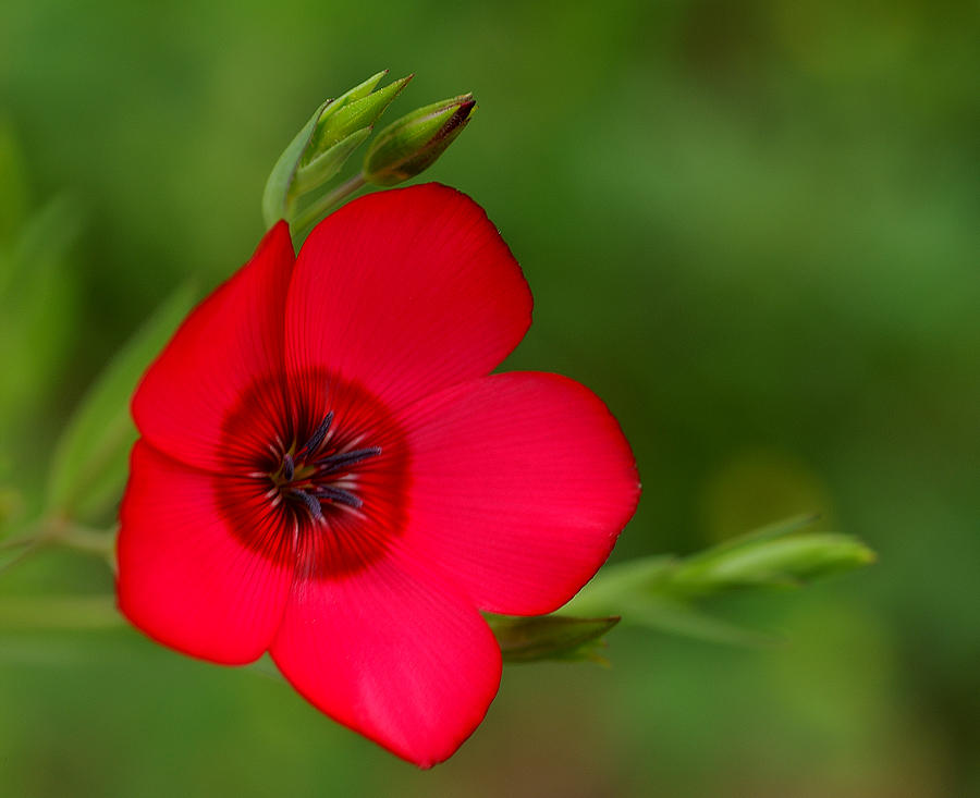 Wildflower Photograph - Red Annual Flox by Bill Morgenstern