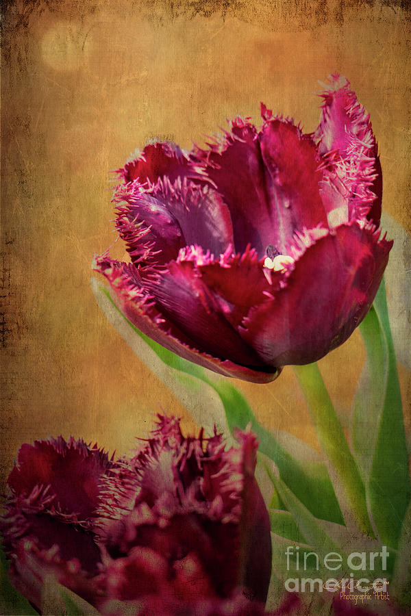 Wine Dark Tulips from my Garden Painting by Chris Armytage