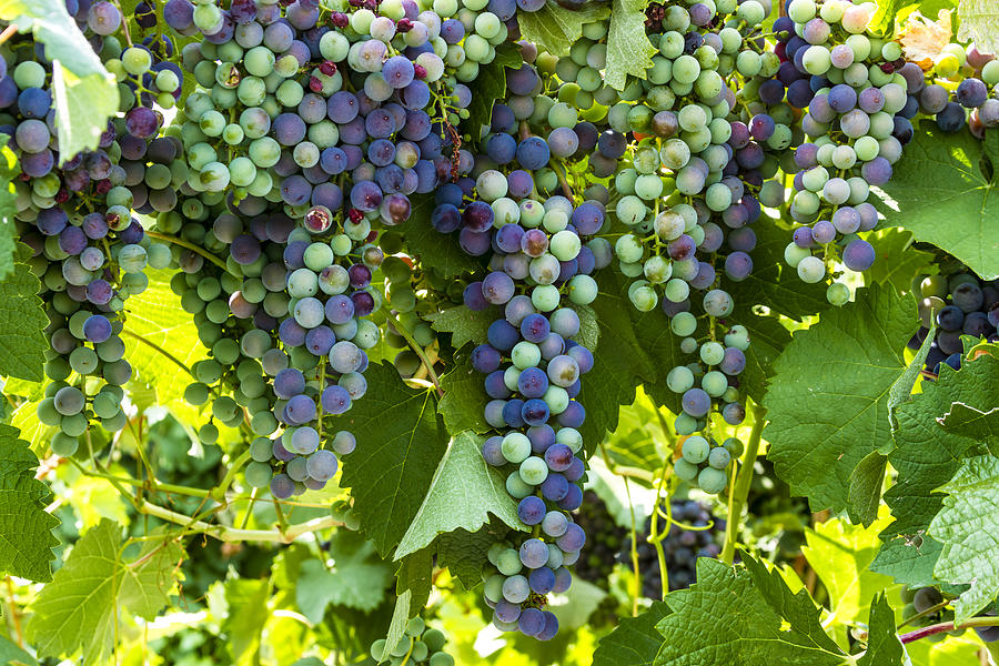 Wine Grape Colors Photograph by Teri Virbickis