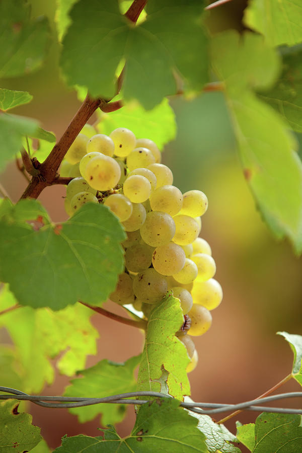 Wine Grape Photograph by John Magyar Photography
