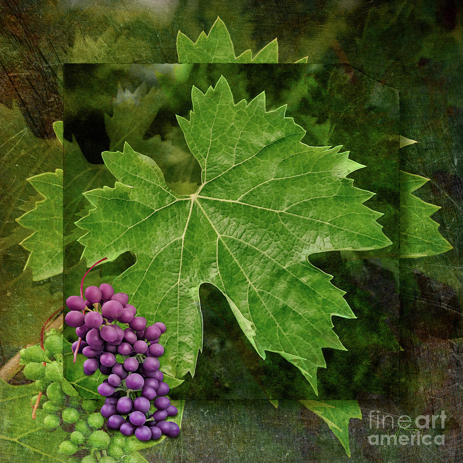 Wine Grapes And Leaves Photograph by Gabriele Pomykaj
