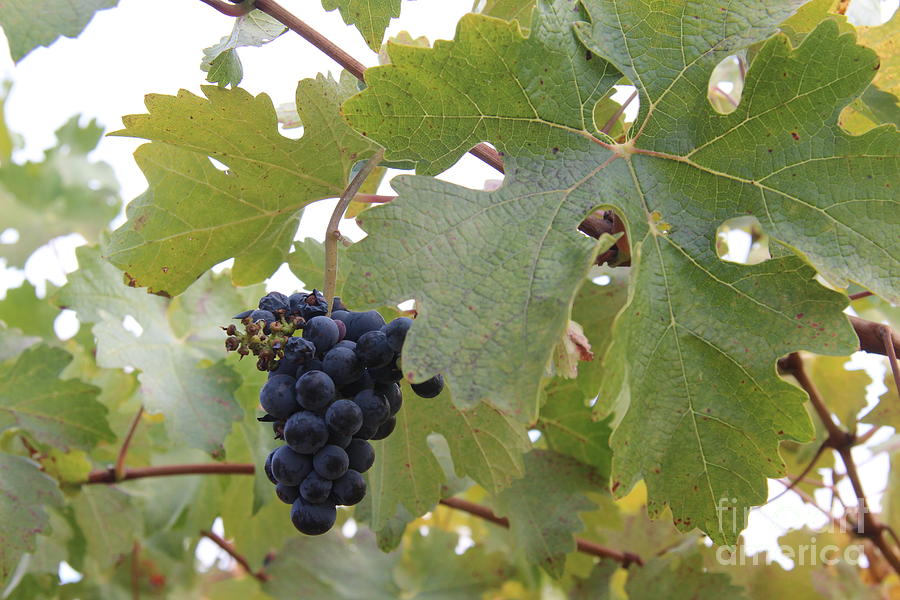 Cork Photograph - Wine Grapes by Anthony Jones