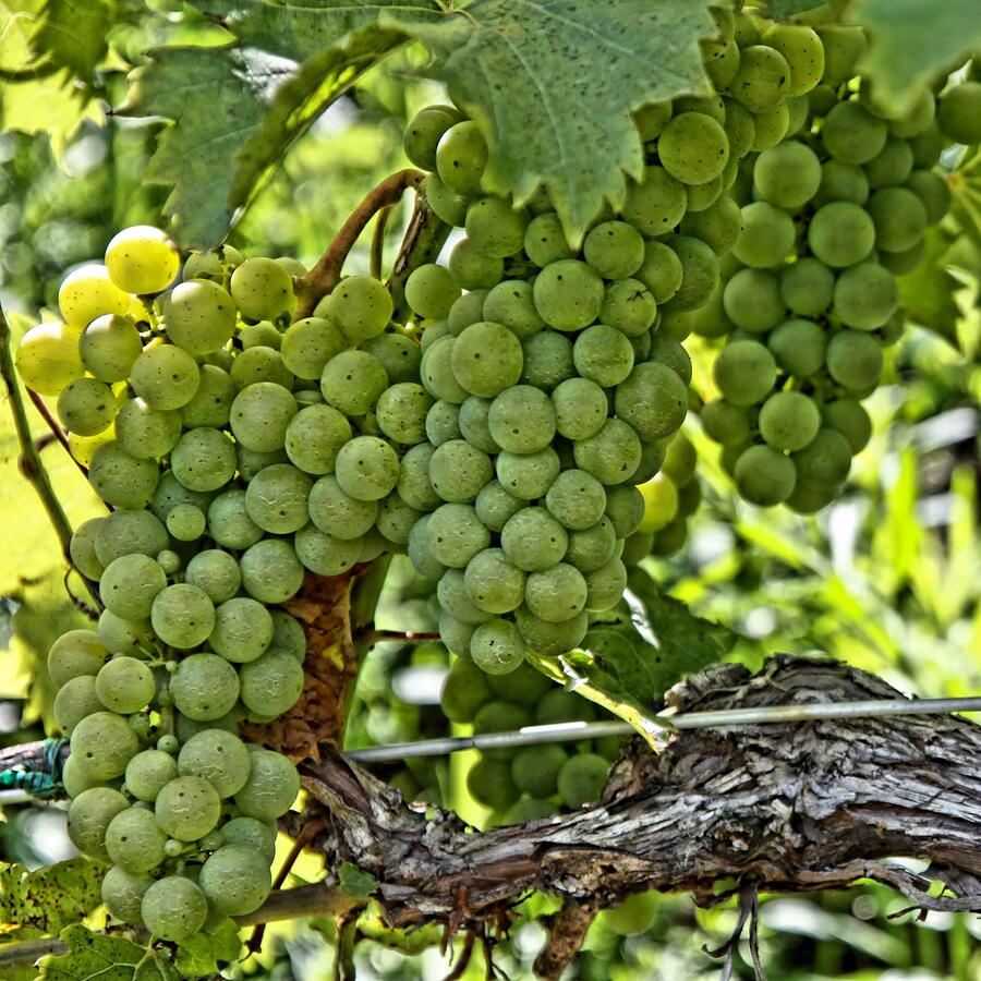 Wine Grapes Photograph by DJ Florek