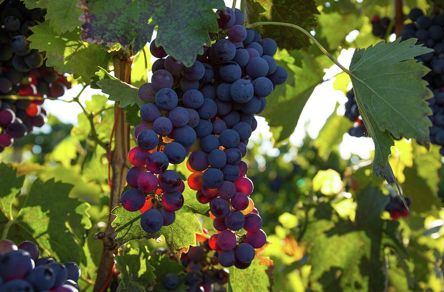 Wine grapes in the morning light Photograph by Lynn Hopwood