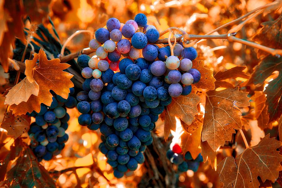 Wine grapes of many colors Photograph by Lynn Hopwood