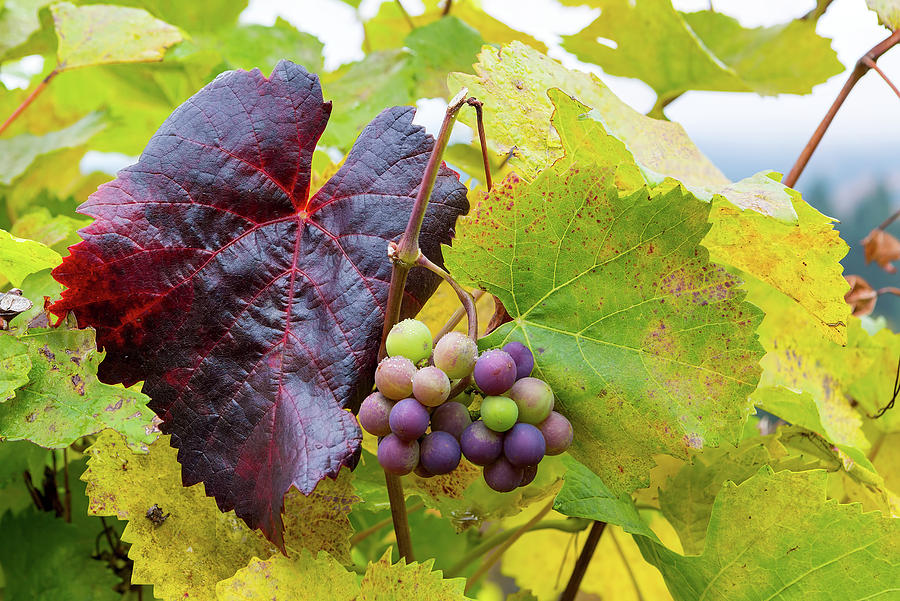 Wine Grapes on Grapevines in Fall Season Photograph by David Gn