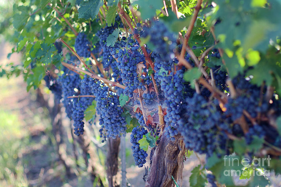 Wine Grapes on the vine Photograph by Bruce Block