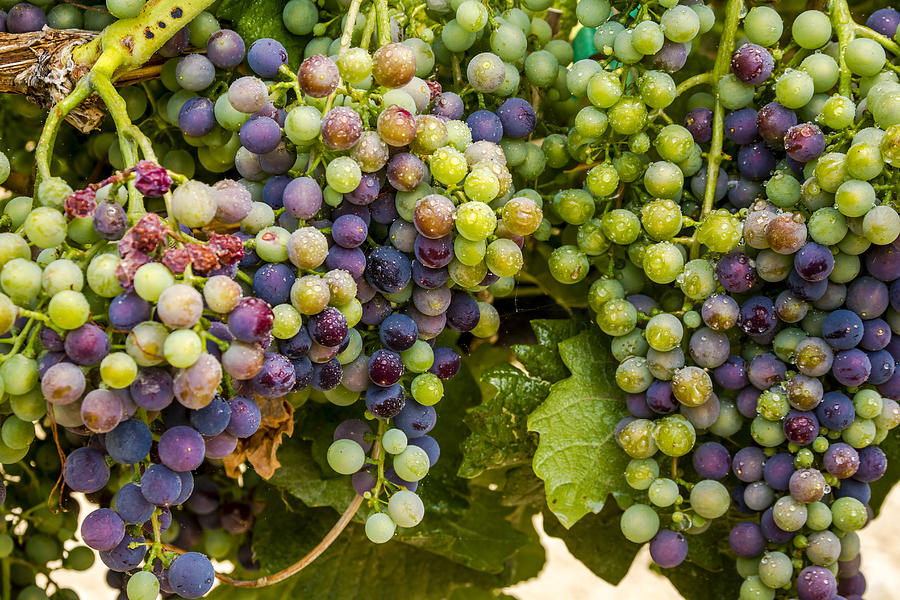Wine Grapes on the Vine Photograph by Teri Virbickis