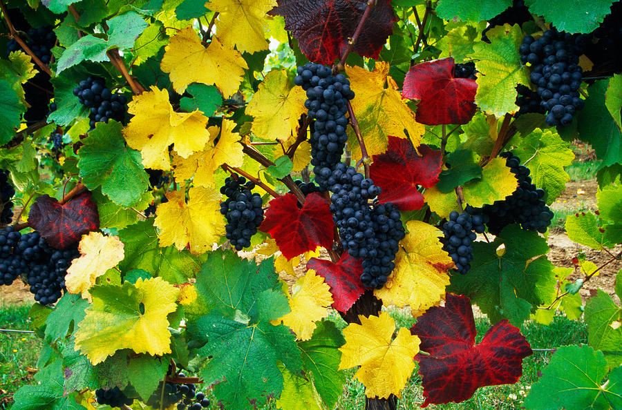 Wine Grapes On Vine, Autumn Color Photograph by Panoramic Images