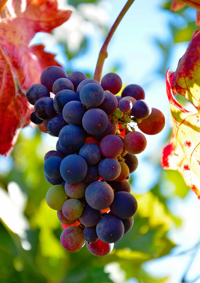 Wine Grapes On Vine Photograph by Serena King