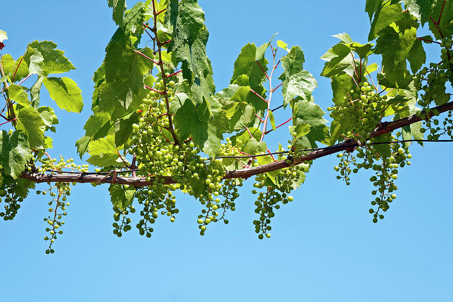 Wine Grapes Overhead Photograph by Sally Weigand