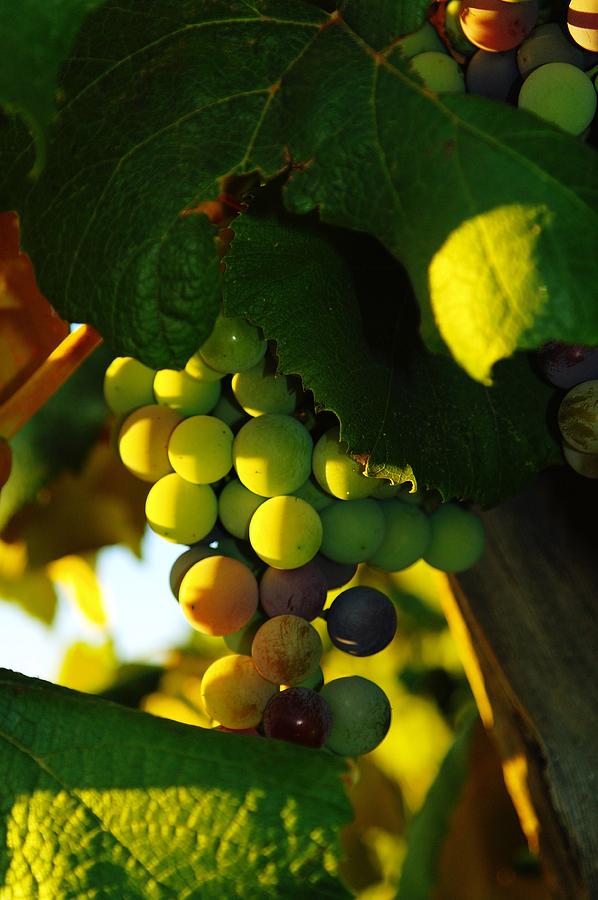 Wine grapes shaded by leaves Photograph by Jeff Swan
