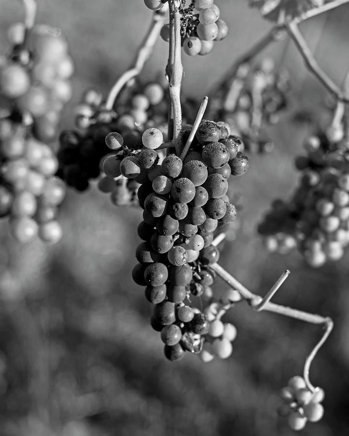 Wine in process Vineyard Grapevine in Sebastopol CA Purple and Green Grapes Black and White Photograph by Toby McGuire